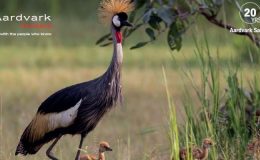 Drumbeat Winter 2020 frontcover with a crowned crane and three chicks