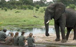 reasons to go on a family safari - children with ele at Somalisa
