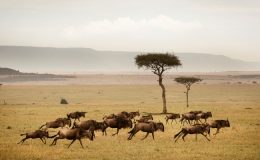 Wildlife conservation