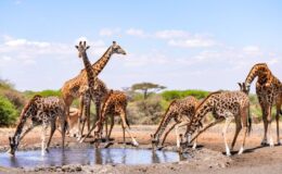 herd of giraffe by a lake Chitwa Chitwa South Africa giraffe safari