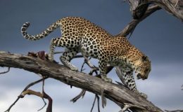 How to do Botswana