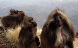 Ethiopia’s wildlife