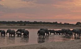 Can I go now – Zambia