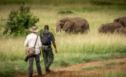 Enjoying a Masai Mara safari without a vehicle