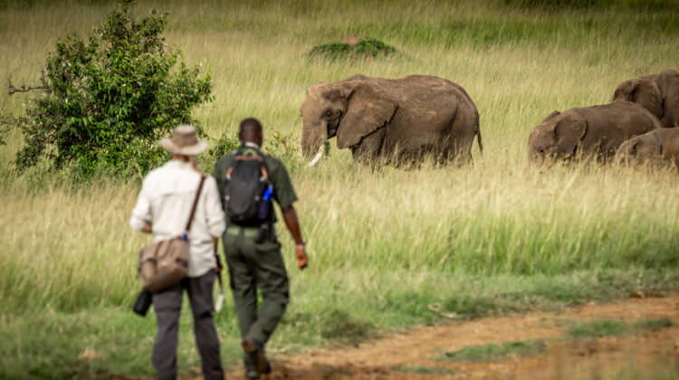 Enjoying a Masai Mara safari without a vehicle
