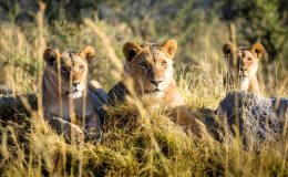 Lions – on and off the pitch