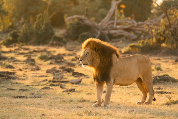 Naboisho Camp Lion 600x400