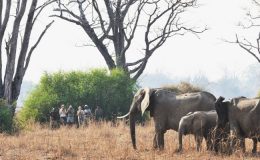 Safari in Zambia – South Luangwa without a vehicle