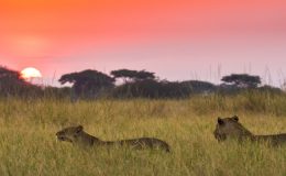 Where to safari when – our African calendar