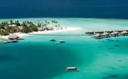 An Aardvark Escapes to the Maldives