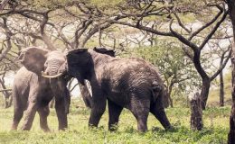 Waterhole – Africa’s Animal Oasis with Chris Packham