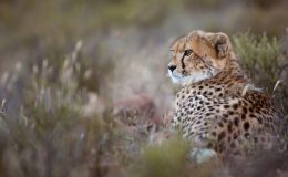 ‘Cheetah Family and Me’ on BBC2 with Gordon Buchanan