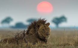 Zambia’s safari calendar year