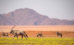 One country safari – Namibia