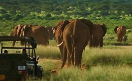 Kenya’s Elephants in David Attenborough’s A Perfect Planet