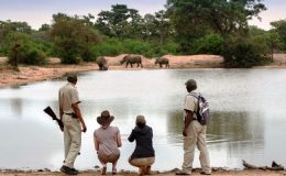 The guides’ tales – close calls and memorable moments with the wildlife