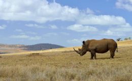 Borana Conservation Safari