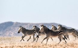 Dream safari to plan now – Spectacular Namibia