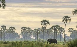 Dream safari holidays to plan – Brillant Botswana