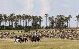 Horse riders galloping through the Delta, Botswana
