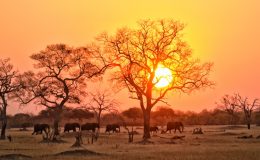 Zimbabwe is go!