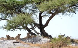 Fabulous safari feedback