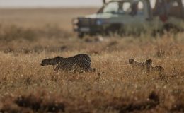 Safari In Africa Is Back; How To Do It Hassle Free