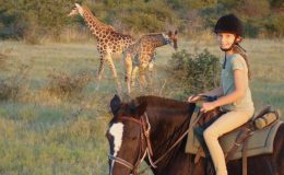 Riding on safari for beginners