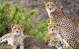 5 Top tips for Safari planning