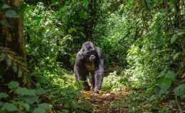 Am I Fit Enough For A Gorilla Trek?