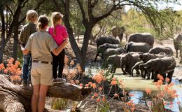 Planning the perfect family safari