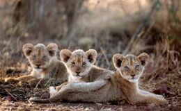 Planning the perfect safari – Where to visit and when