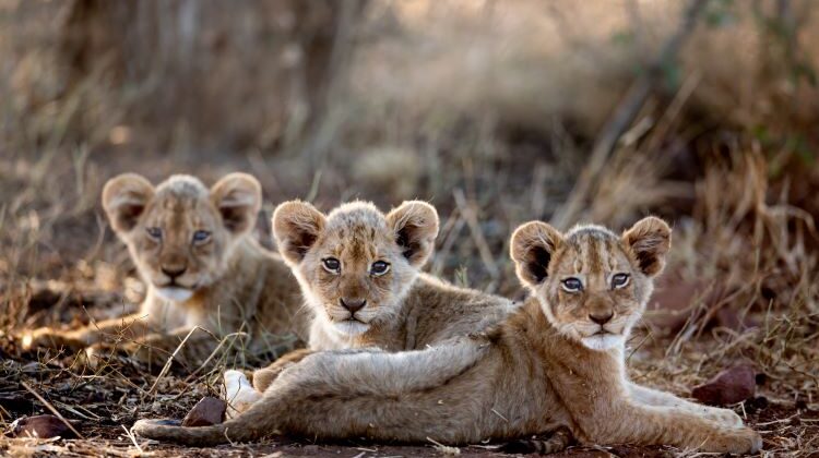 Planning the perfect safari – Where to visit and when