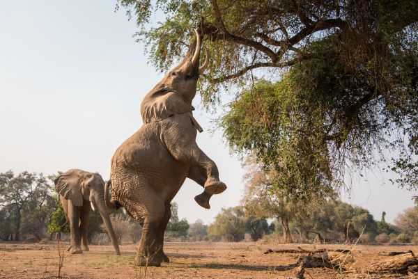 Boswell the elephant at Mana Pools, one of the best places to see Africa's elephants