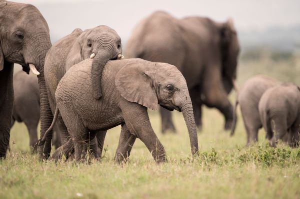 Fabulous elephant sighting close to Faru Faru, one of the best places to see Africa's elephants