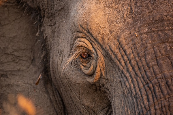 Up close shot of an elephant's eye