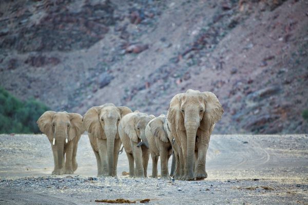 Hoanib Valley Camp one of the best places to see Africa's elephants