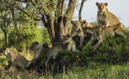 Best places to see Africa’s big cats