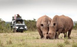 Best places to see Rhino in Africa