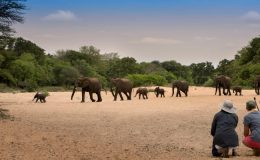 Best places to see Africa’s elephants