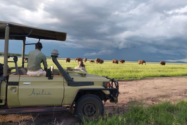 Asilia Africa land cruiser stopped next to elephants