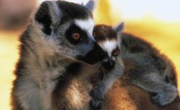 Best places to see Africa’s primates