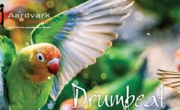 Drumbeat Spring 2022
