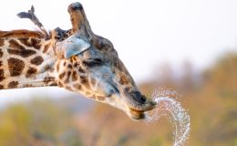 Safari planning with the experts
