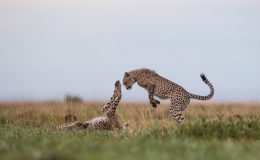 Safari with the wildlife featured on BBC’s Dynasties 2