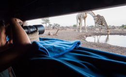 Step this way for the best wildlife views