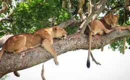 ‘Safaris are strenuous’ – myths busted