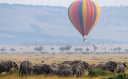 View Africa’s wildlife from a different perspective