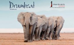 Drumbeat Autumn 2022