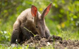 We All Love An Aardvark On St Valentine’s Day